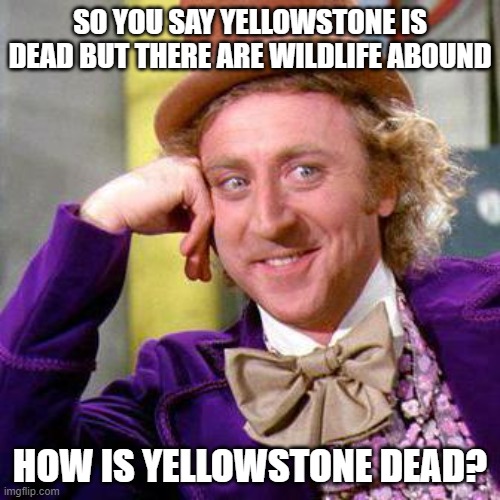 Yellowstone is dead? | SO YOU SAY YELLOWSTONE IS DEAD BUT THERE ARE WILDLIFE ABOUND; HOW IS YELLOWSTONE DEAD? | image tagged in wolves,gray wolves,yellowstone park | made w/ Imgflip meme maker