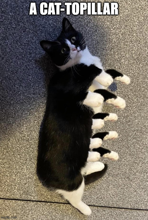 A CAT-TOPILLAR | image tagged in eye roll | made w/ Imgflip meme maker