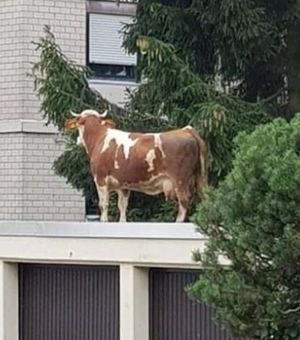 B E S S Blank Meme Template