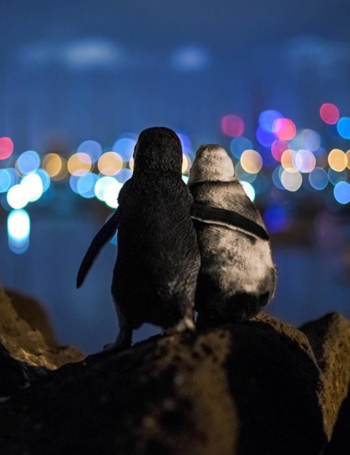 Two widowed penguins looking over the Melbourne skyline. Photo credit: tobiasvisuals | image tagged in awesome,pics,photography | made w/ Imgflip meme maker