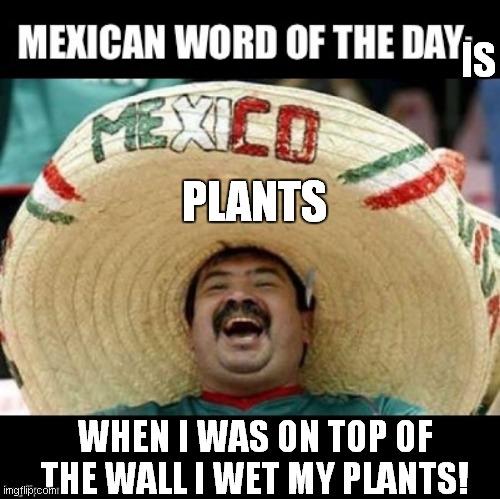 Mexican Word of the Day (LARGE) | IS; PLANTS; WHEN I WAS ON TOP OF THE WALL I WET MY PLANTS! | image tagged in mexican word of the day large | made w/ Imgflip meme maker