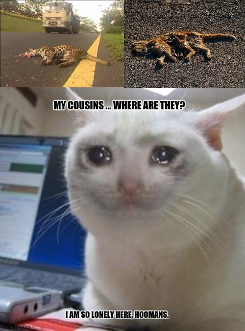 Crying cat | MY COUSINS ... WHERE ARE THEY? I AM SO LONELY HERE, HOOMANS. | image tagged in memes,crying cat,animal attack | made w/ Imgflip meme maker