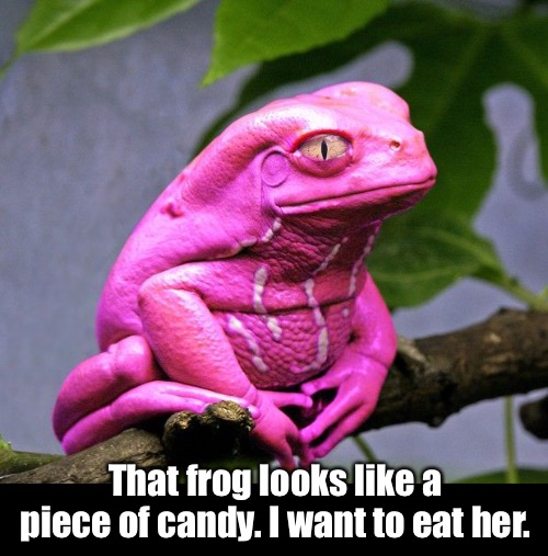 That frog looks like a piece of candy. I want to eat her. | made w/ Imgflip meme maker