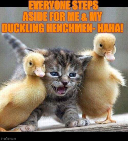 Don't mess with 'em | EVERYONE STEPS ASIDE FOR ME & MY DUCKLING HENCHMEN- HAHA! | image tagged in burn kitty,curious question cat | made w/ Imgflip meme maker