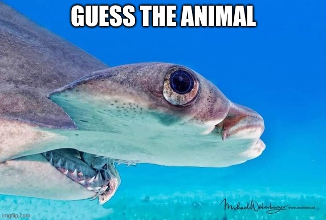 GUESS THE ANIMAL | made w/ Imgflip meme maker