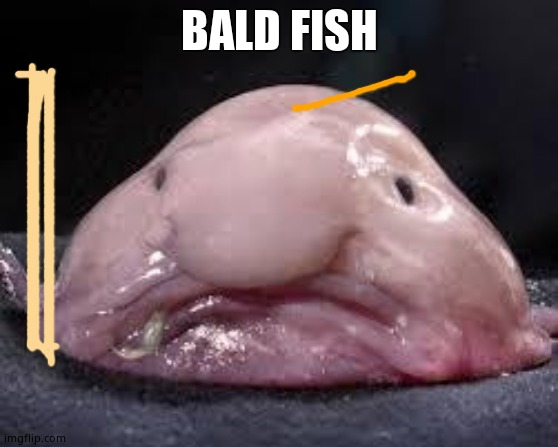 MEMES | BALD FISH | image tagged in blob fish | made w/ Imgflip meme maker