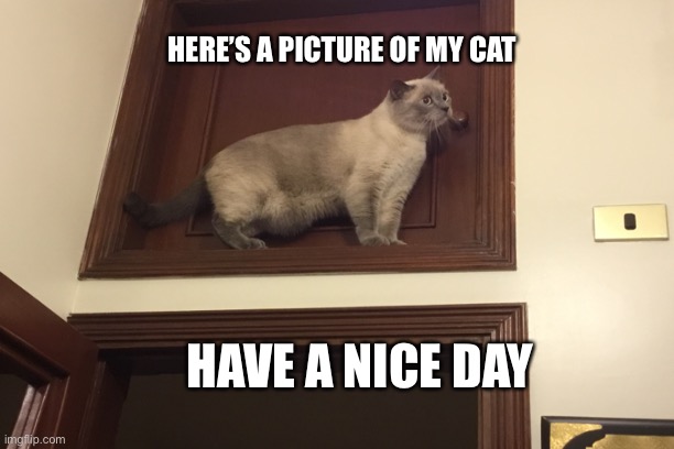 Just a random picture of my cat | HERE’S A PICTURE OF MY CAT; HAVE A NICE DAY | image tagged in cats | made w/ Imgflip meme maker