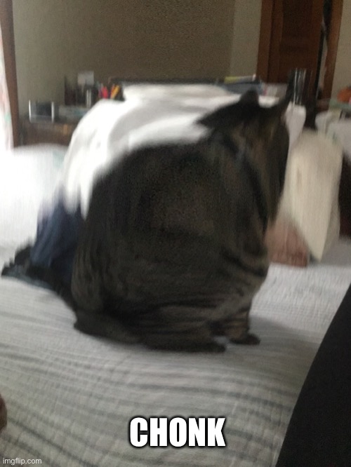 New cursed cat image? | CHONK | image tagged in cat,cursed,memes | made w/ Imgflip meme maker