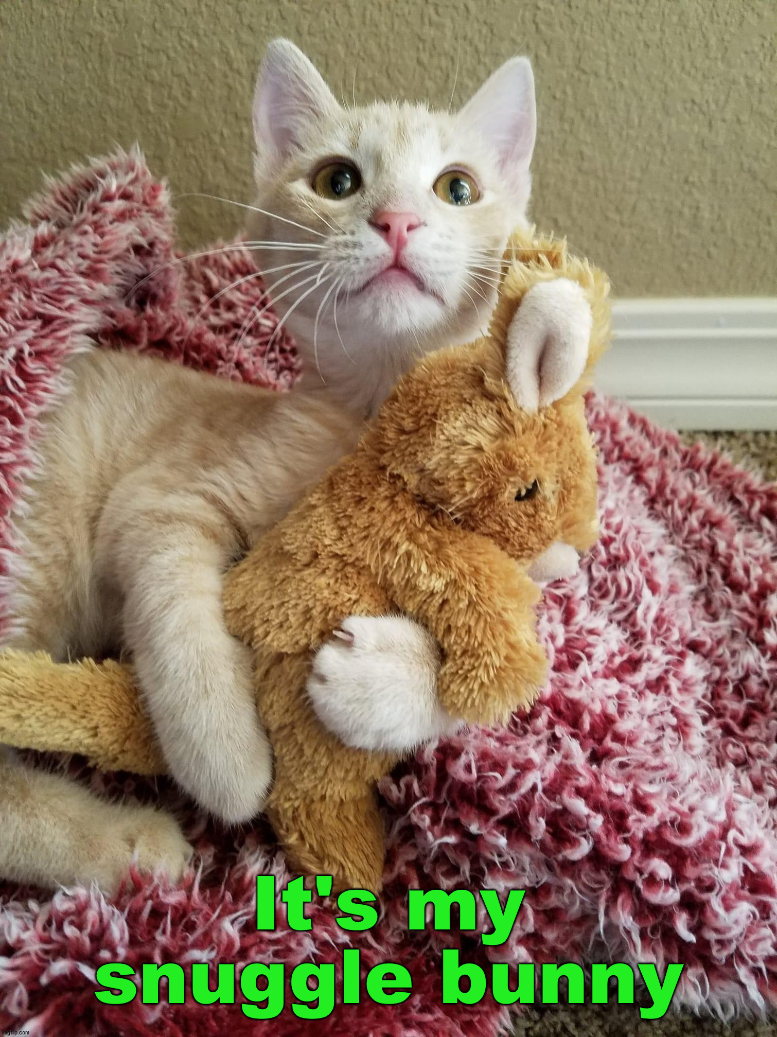 It's my snuggle bunny | image tagged in cats | made w/ Imgflip meme maker