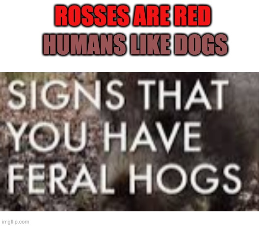 feral hogs | HUMANS LIKE DOGS; ROSSES ARE RED | image tagged in funny memes | made w/ Imgflip meme maker