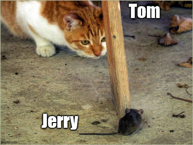 Real life | Tom; Jerry | image tagged in cats | made w/ Imgflip meme maker