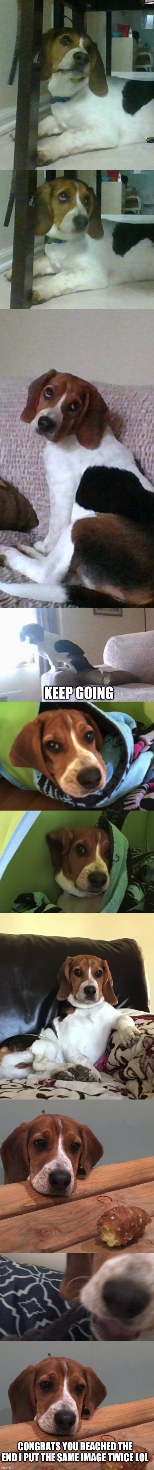 More Of my doggo gus | KEEP GOING; CONGRATS YOU REACHED THE END I PUT THE SAME IMAGE TWICE LOL | image tagged in dog,doge,puppy,doggo,gus | made w/ Imgflip meme maker
