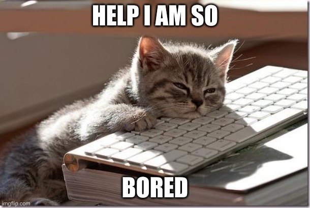 Bored at school | HELP I AM SO; BORED | image tagged in bored keyboard cat | made w/ Imgflip meme maker