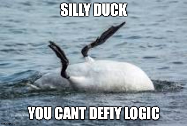 Silly duck | SILLY DUCK; YOU CANT DEFIY LOGIC | image tagged in upside down duck | made w/ Imgflip meme maker