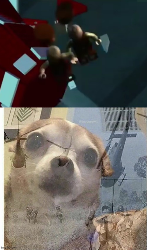 image tagged in ptsd chihuahua | made w/ Imgflip meme maker