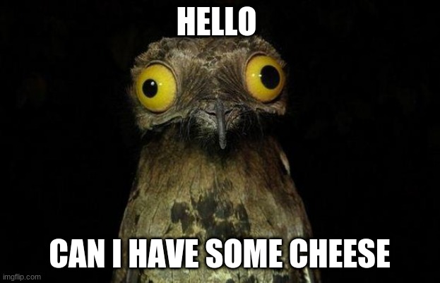 Hello can I have some cheese? | HELLO; CAN I HAVE SOME CHEESE | image tagged in memes,weird stuff i do potoo | made w/ Imgflip meme maker