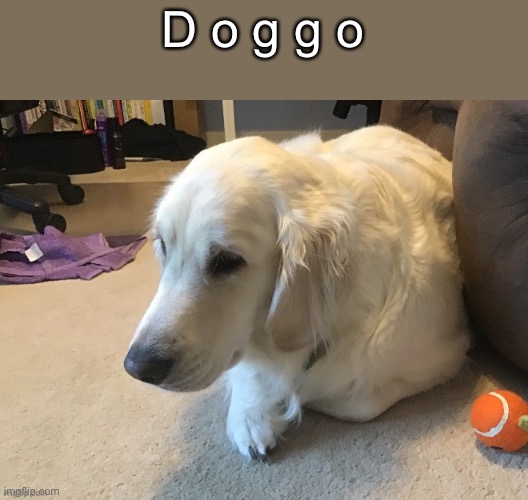 My bebe | D o g g o | made w/ Imgflip meme maker