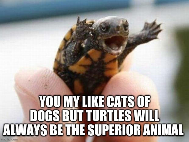 happy baby turtle | YOU MY LIKE CATS OF DOGS BUT TURTLES WILL ALWAYS BE THE SUPERIOR ANIMAL | image tagged in happy baby turtle | made w/ Imgflip meme maker