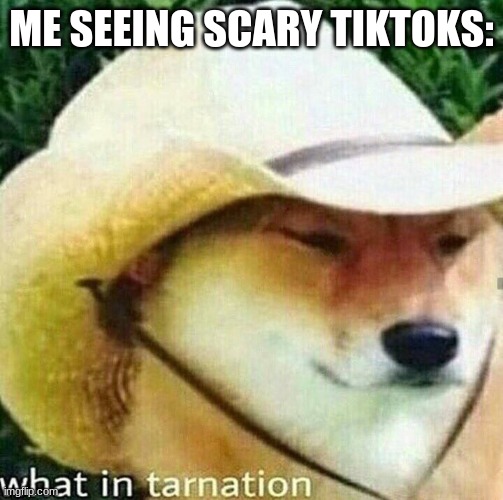 What in the absolute tarnation | ME SEEING SCARY TIKTOKS: | image tagged in what in tarnation dog | made w/ Imgflip meme maker