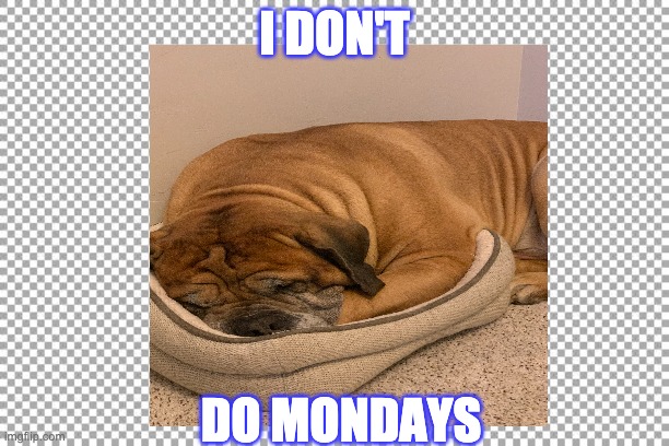 MONDAYS | I DON'T; DO MONDAYS | image tagged in funny dogs | made w/ Imgflip meme maker