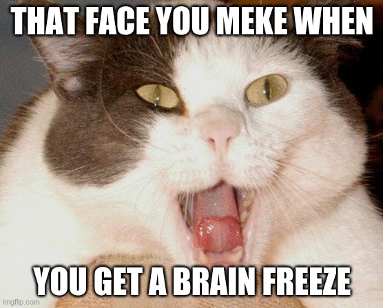 brain freeze scream | THAT FACE YOU MEKE WHEN; YOU GET A BRAIN FREEZE | image tagged in cat,brain freeze | made w/ Imgflip meme maker