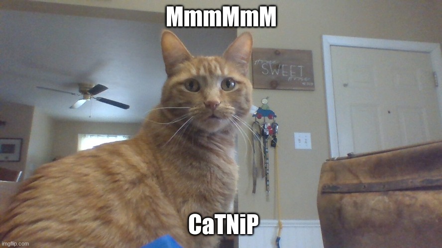 my cat | MmmMmM; CaTNiP | image tagged in kitty | made w/ Imgflip meme maker
