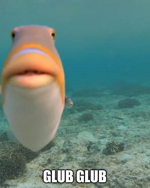 staring fish | GLUB GLUB | image tagged in staring fish | made w/ Imgflip meme maker