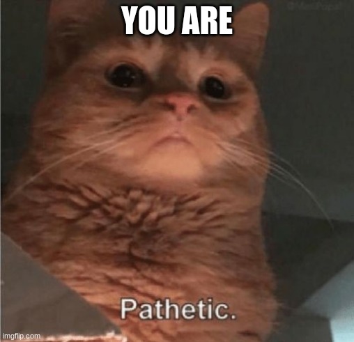 Pathetic Cat | YOU ARE | image tagged in pathetic cat | made w/ Imgflip meme maker