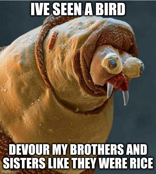 yummy rice | IVE SEEN A BIRD; DEVOUR MY BROTHERS AND SISTERS LIKE THEY WERE RICE | image tagged in ptsd maggot,funny,gross,ptsd,circle of life | made w/ Imgflip meme maker