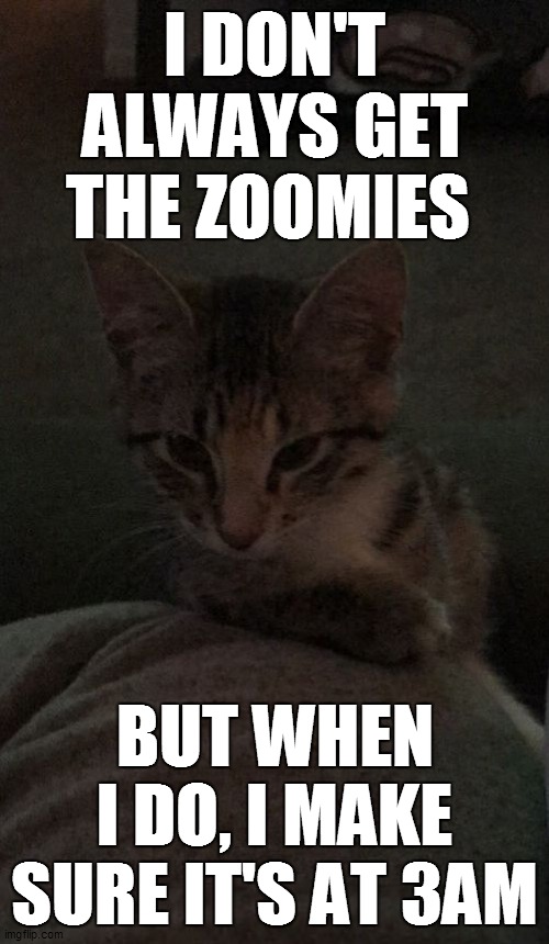 the most interesting kitty in the world |  I DON'T ALWAYS GET THE ZOOMIES; BUT WHEN I DO, I MAKE SURE IT'S AT 3AM | image tagged in most interesting cat in the world | made w/ Imgflip meme maker