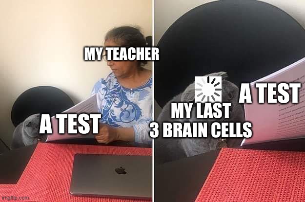School | MY TEACHER; A TEST; MY LAST 3 BRAIN CELLS; A TEST | image tagged in woman showing paper to cat,school | made w/ Imgflip meme maker