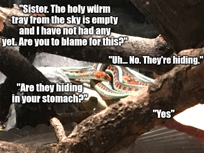 Würm thief | "Sister. The holy würm tray from the sky is empty and I have not had any yet. Are you to blame for this?"; "Uh... No. They're hiding."; "Are they hiding in your stomach?"; "Yes" | image tagged in snake sisters | made w/ Imgflip meme maker