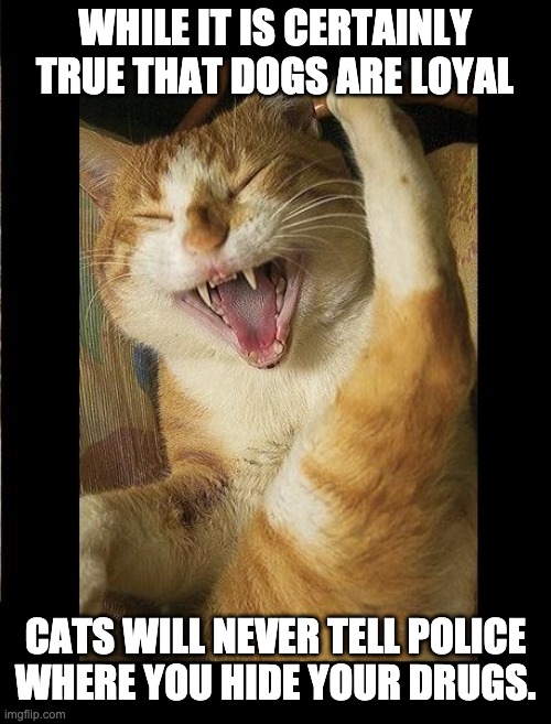 Cats vs dogs | WHILE IT IS CERTAINLY TRUE THAT DOGS ARE LOYAL; CATS WILL NEVER TELL POLICE WHERE YOU HIDE YOUR DRUGS. | image tagged in laughing cat | made w/ Imgflip meme maker