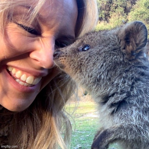 Tourism Australia -- with Quokka! | image tagged in kylie wombat | made w/ Imgflip meme maker