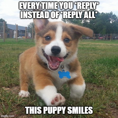Every Time You Reply Instead of Reply All, This Puppy Smiles | EVERY TIME YOU *REPLY* INSTEAD OF *REPLY ALL*; THIS PUPPY SMILES | image tagged in this puppy,pupper,email,smiles | made w/ Imgflip meme maker