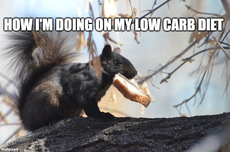 Low carb 2021 | HOW I'M DOING ON MY LOW CARB DIET | image tagged in funny memes,funny animals,low carb | made w/ Imgflip meme maker