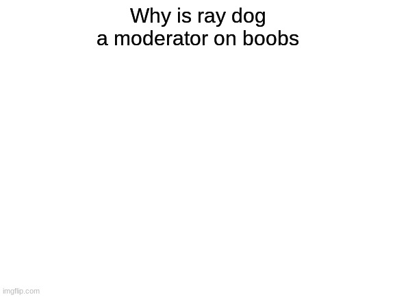 y | Why is ray dog a moderator on boobs | image tagged in blank white template | made w/ Imgflip meme maker