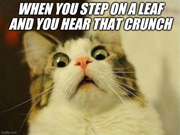 uhhhhhh | WHEN YOU STEP ON A LEAF AND YOU HEAR THAT CRUNCH | image tagged in memes,scared cat | made w/ Imgflip meme maker