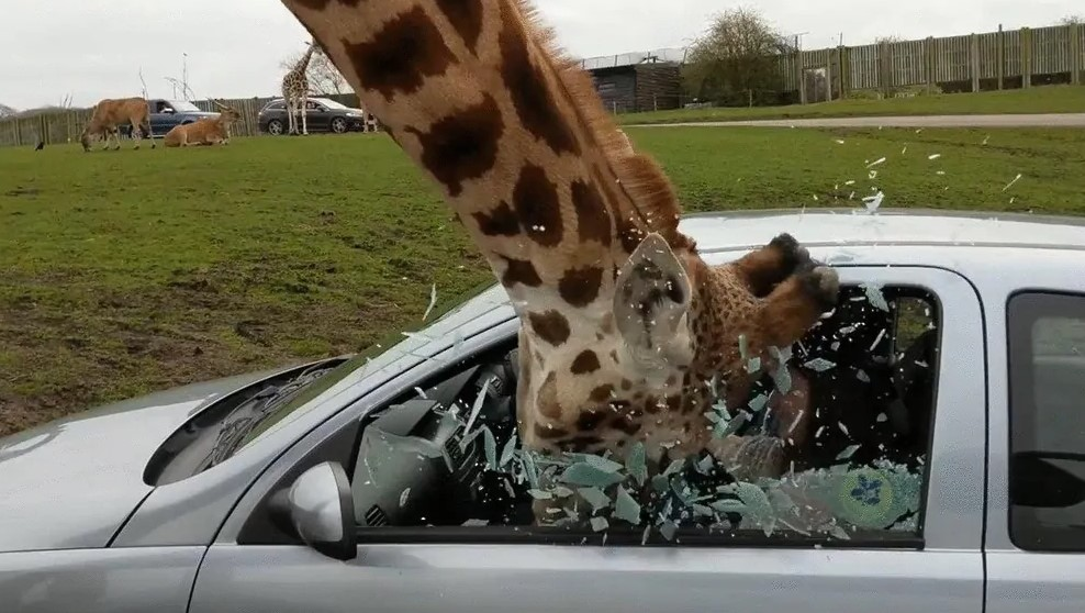 High Quality Giraffe head bash Blank Meme Template