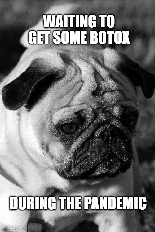 Still Waiting | WAITING TO GET SOME BOTOX; DURING THE PANDEMIC | image tagged in funny,funny memes,funny dogs | made w/ Imgflip meme maker