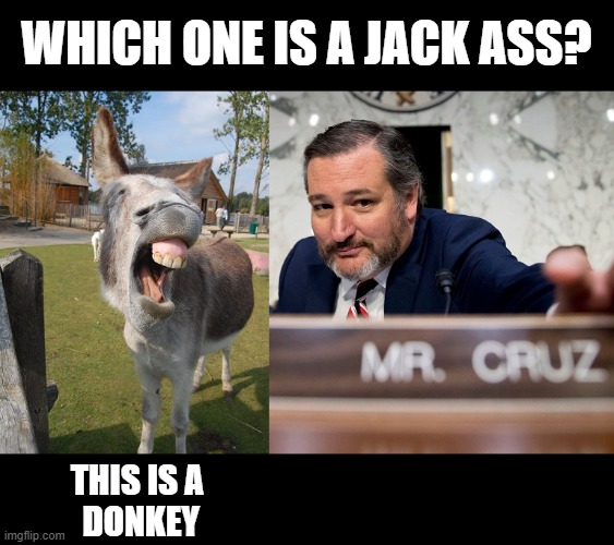 Your Wife is Ugly Cruz and Your Daddy Killed JFK and You are a JACK ASS | WHICH ONE IS A JACK ASS? THIS IS A
 DONKEY | image tagged in jack ass,traitor,liar,corrupt,scumabg | made w/ Imgflip meme maker