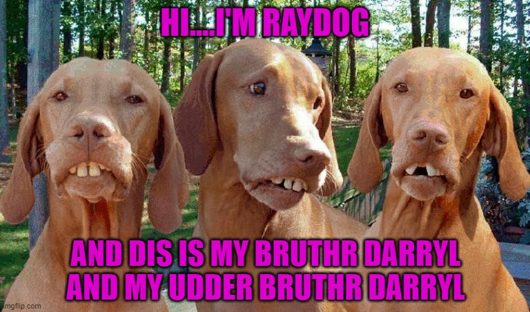 Hillbilly Hounds... | HI....I'M RAYDOG; AND DIS IS MY BRUTHR DARRYL AND MY UDDER BRUTHR DARRYL | image tagged in dogs,newhart,dog hillbillies | made w/ Imgflip meme maker