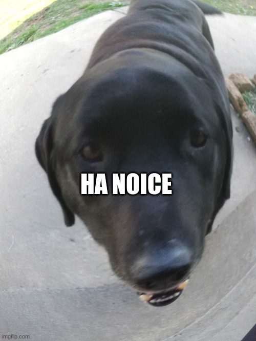 Helo | HA NOICE | image tagged in helo | made w/ Imgflip meme maker
