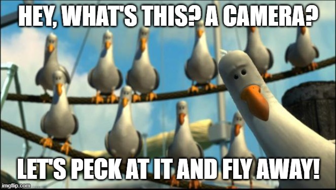 The Angry Seagulls and the Camera | HEY, WHAT'S THIS? A CAMERA? LET'S PECK AT IT AND FLY AWAY! | image tagged in nemo seagulls mine | made w/ Imgflip meme maker
