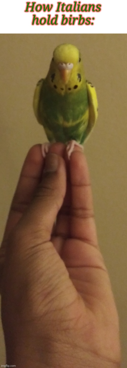 My latest meme, featuring my Budgie, Flora Scrembirb | How Italians hold birbs: | image tagged in birb,italian | made w/ Imgflip meme maker