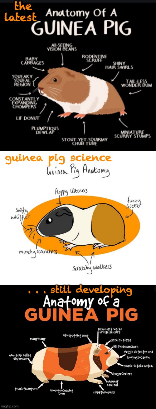 The latest in the field of Guineaology | the latest; guinea pig science; . . . still developing | image tagged in guinea pig anatomy,guinea pig,science | made w/ Imgflip meme maker