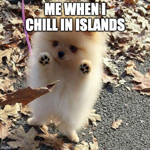 pomeranian puppy | ME WHEN I CHILL IN ISLANDS | image tagged in pomeranian puppy | made w/ Imgflip meme maker