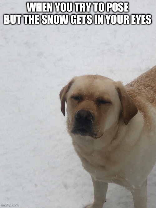 Doggo | WHEN YOU TRY TO POSE BUT THE SNOW GETS IN YOUR EYES | image tagged in cute | made w/ Imgflip meme maker