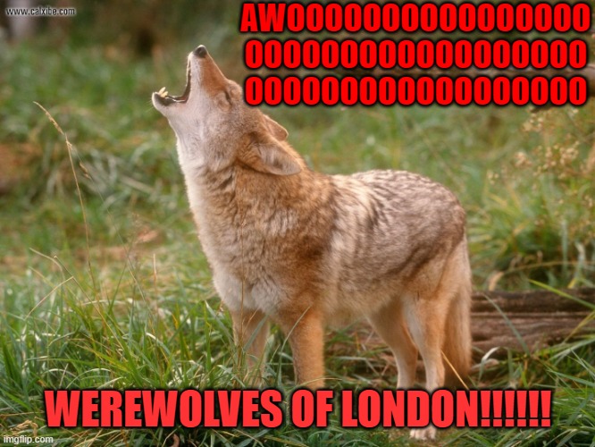 Lol | AWOOOOOOOOOOOOOOOO OOOOOOOOOOOOOOOOOO OOOOOOOOOOOOOOOOOO; WEREWOLVES OF LONDON!!!!!! | image tagged in coyote howls | made w/ Imgflip meme maker