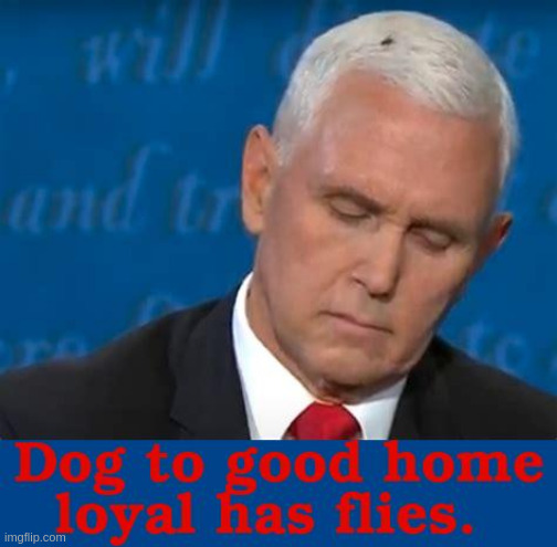 Lost dog | image tagged in mike pence | made w/ Imgflip meme maker
